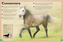 The Magnificent Book of Horses