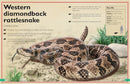 The Magnificent Book of Dangerous Animals