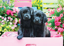 Puzzle: Variety 500 Pieces - Black Labs in Pink Box