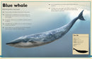 The Magnificent Book of Ocean Creatures