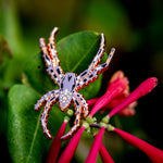 Marbled Orbweaver Male Enamel Pin