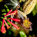 Marbled Orbweaver Female Enamel Pin