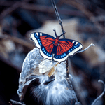 Mourning Cloak Butterfly Patch