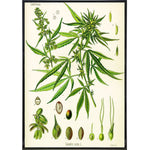 Cannabis Sativa Koehler Vintage Illustration Print