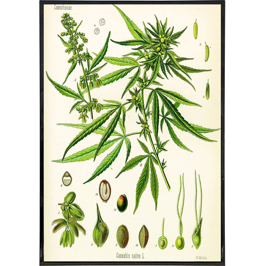 Cannabis Sativa Koehler Vintage Illustration Print