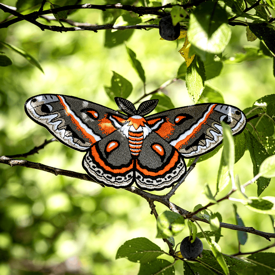 Cecropia Moth Life Size Patch