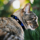Cat Collar Breakaway - Nightwing Logo Black Blue
