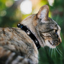 MARVEL UNIVERSE Cat Collar Breakaway - Spider Logo3 Black White