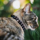 Cat Collar Breakaway - Wonder Woman Floral Skull Black Multi Pastel