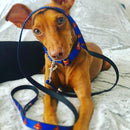 Dog Leash - Superman Shield Blue