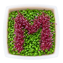 GrowArt™ Grow-Your-Own Seed Art Kit — Edible Microgreens Craft for Kids
