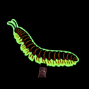 Kentucky Flat-backed Millipede Iron-on Patch