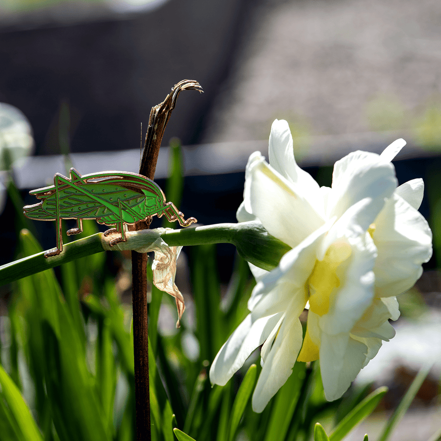 Oblong-winged Katydid Male Pin