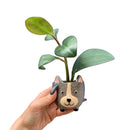 Hedgehog Pot | Decorative Ceramic Planter | 3.25" Tall