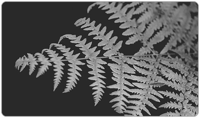 Black and White Botanical Playmat