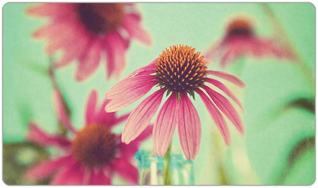 The Coneflowers Playmat