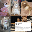 Orange Cat Energy Glossy Die Cut Vinyl Sticker 3.35in x 3.34in