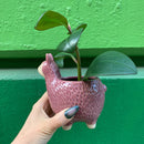 Purple Llama Pot |  Alpaca Ceramic Planter Animal Shaped | 5" Tall