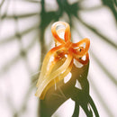 Velvet Claws Mini Coquette Bow in Caramel Latte Hair Clip | Claw Clip in Velvet Travel Bag