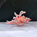 Velvet Claws Realistic Conch Shell Hair Claw in Natural Brown and White