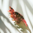 Velvet Claws T-Rex Hair Claw