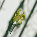 Velvet Claws Yellow Tea Cup with Flowers Hair Claw