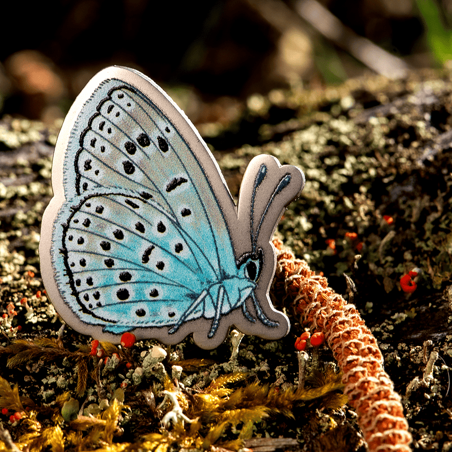 Large Blue Butterfly Enamel Pin | Ventral View