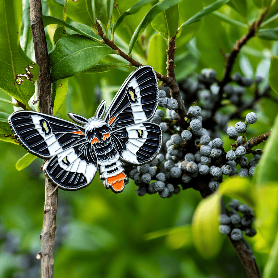 Barrens Buckmoth Male Pin