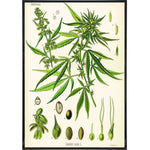 Cannabis Sativa Koehler Vintage Illustration Print Print The Original Underground 