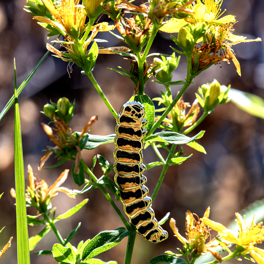 Cinnabar Caterpillar Enamel Pin