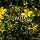 Cinnabar Caterpillar Enamel Pin