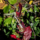 Cordyceps Zombie Ant Enamel Pin