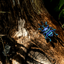 Schoenner's Blue Weevil Enamel Pin