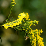 Death's Head Hawkmoth Caterpillar Enamel Pin
