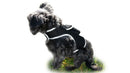 Collar Rechargeable Portable GPS Tracking Devices for Pets GSM Locator Size:XS