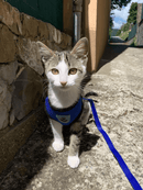 Cat Dog Pet Harness Adjustable Control Vest Dogs Reflective S M L XL Leash