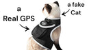 Waterproof Collar Mount Tracker Realtime GPS GSM Puppy Tracking Device Size:L
