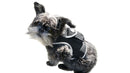 Keep Pet Safe with Pet Tracker GPS Dog Collar Tracking Device + Phone App Size:M