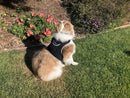 GSM GPS Animal Tracker Collar Attached Rechargeable Realtime Surveillance Gadget Size:XXL
