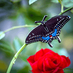 Eastern Black Swallowtail Butterfly Enamel Pin