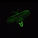 Firefly in Flight Enamel Pin