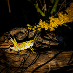 Eastern Lubber Grasshopper Enamel Pin