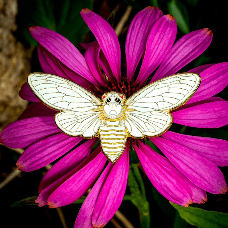 Molted Cicada Life-sized Enamel Pin