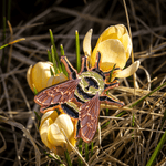 Rusty Patch Bumble Bee Enamel Pin