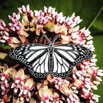 White Nivosus Monarch Butterfly Enamel Pin