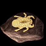 Double Drummer Cicada Life-sized Exuvia Enamel Pin