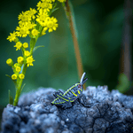 Eastern Lubber Grasshopper Nymph Pin