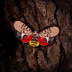 Spotted Lanternfly Enamel Pin