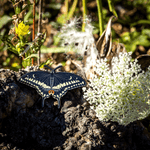 Eastern Black Swallowtail Butterfly Life-sized Pin