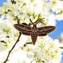 White-lined Sphinx Moth Pin